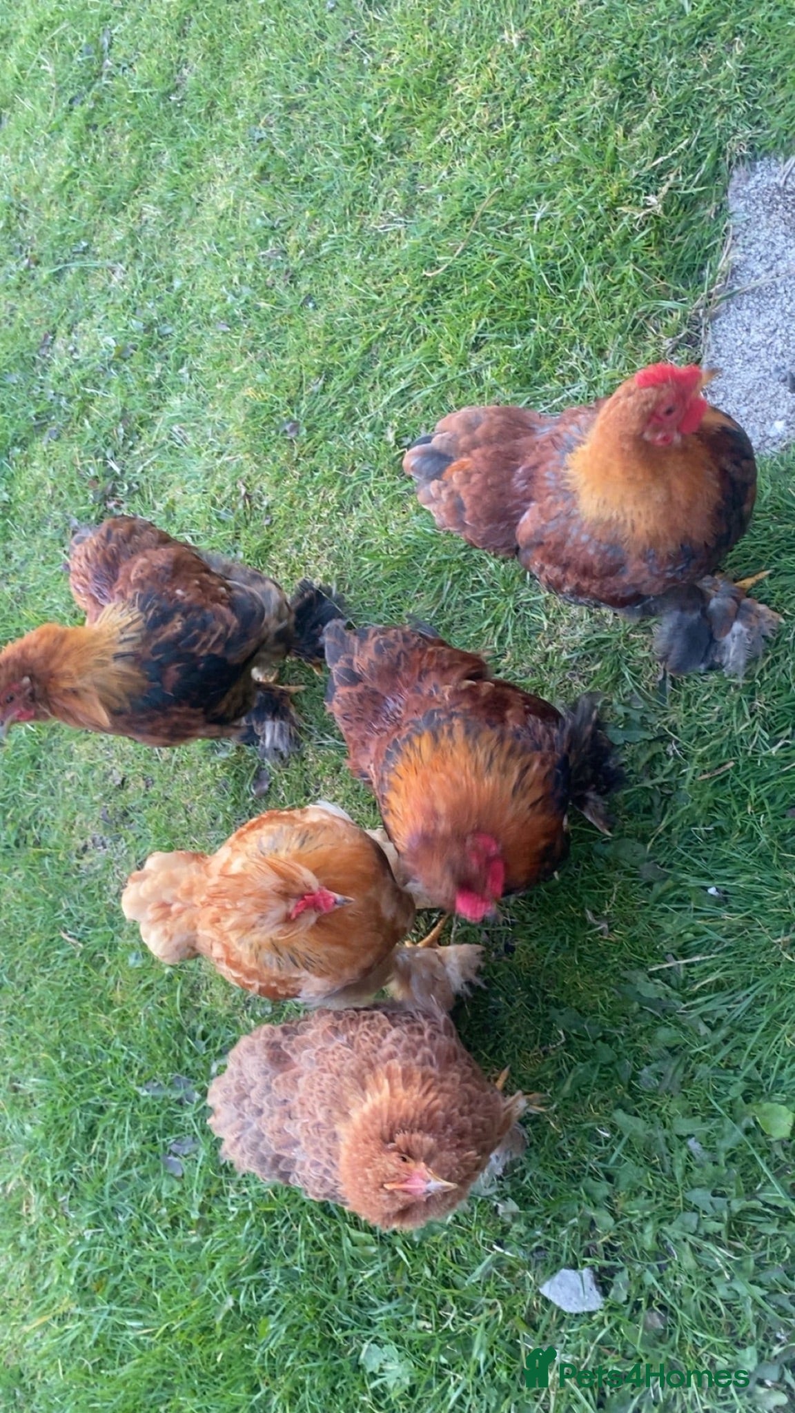 Chickens poultry Silkie x Bantam chickens for sale  - Advert 9