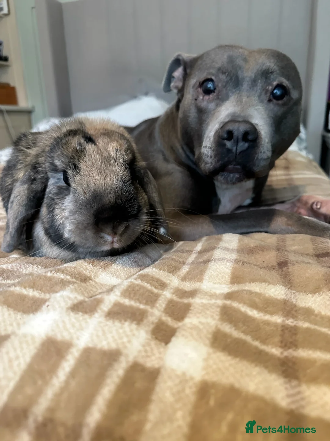 Mini Lop rabbits for sale: Mini lop  in Selby - Advert 2