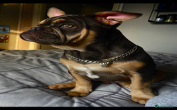 French Bulldog dogs for stud: Hugo Reginald For Stud  - Image 4