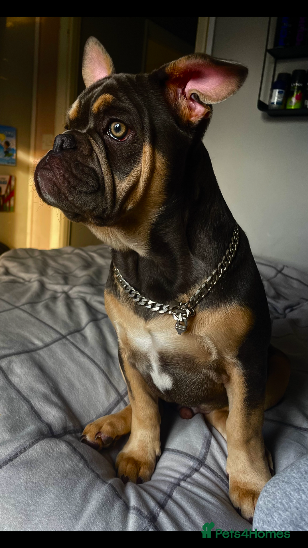 French Bulldog dogs for stud: Hugo Reginald For Stud  - Image 4