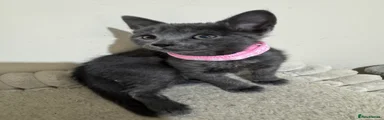 Russian Blue 5