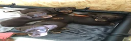 Miniature Dachshund dogs for sale: Beautiful Smooth Hair Miniature Dachshund - Advert 3