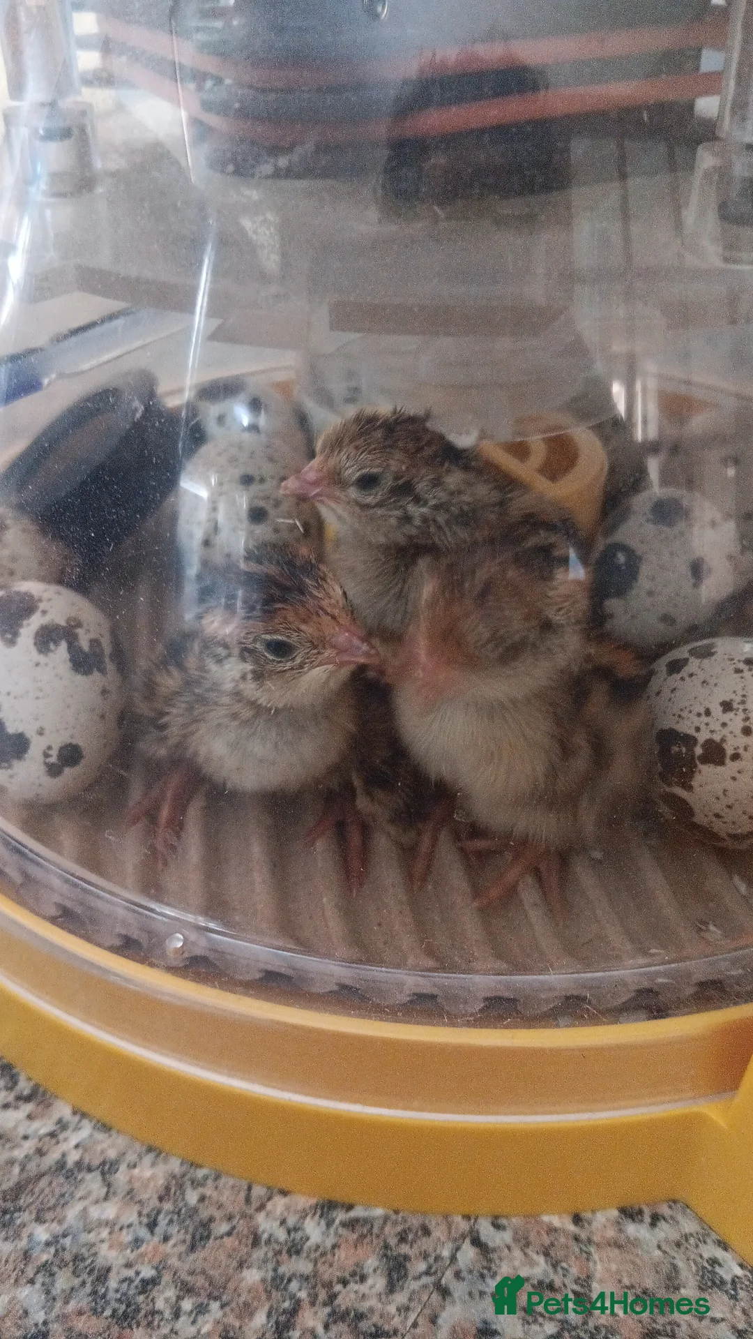 Quail poultry for sale: Quail Chicks  - Advert 3