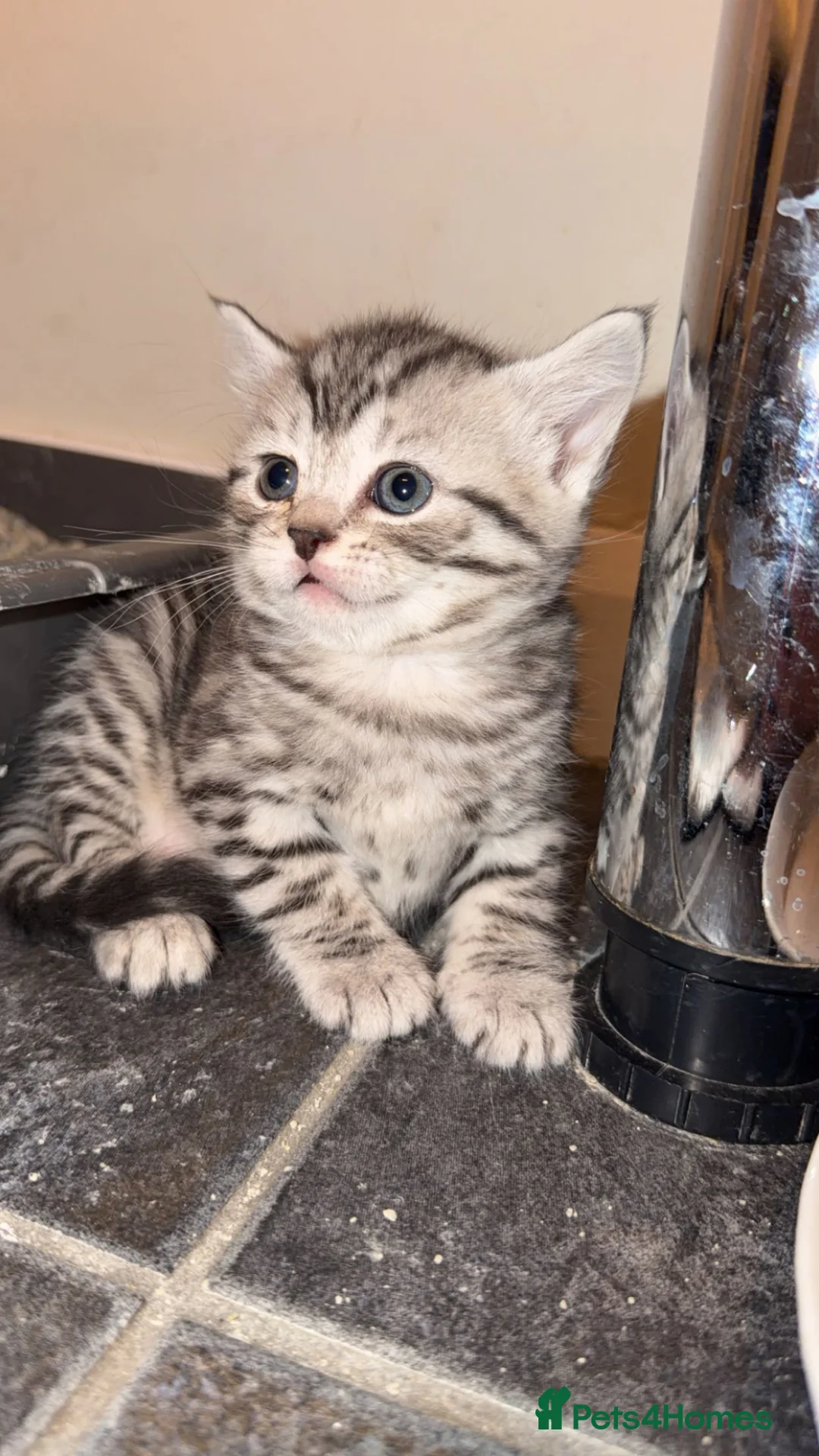 Mixed Breed cats for sale: Kittens in Dudley - Advert 2