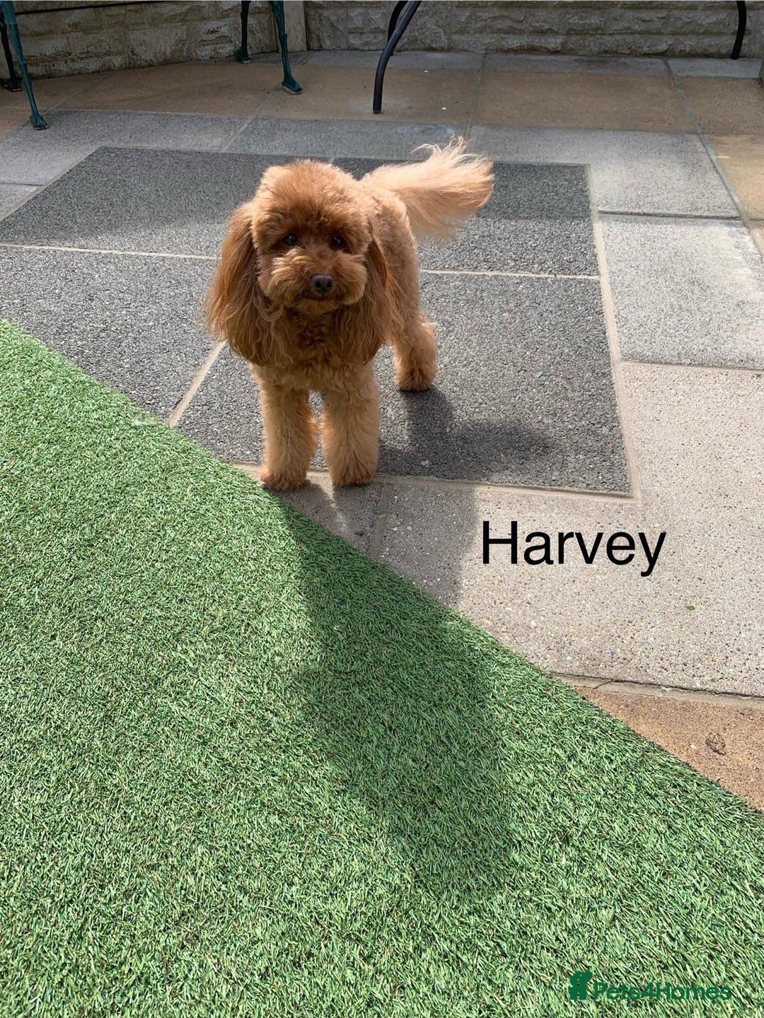 Maltipoo dogs for sale: Wait List Open F1 Genuine Toy Maltipoo - Image 18