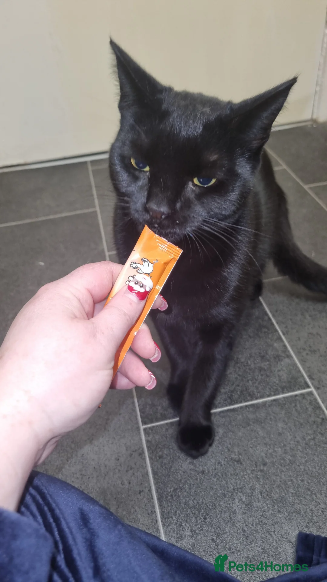 Domestic Shorthair cats for sale: Lovely Black Male Kitten - Advert 5