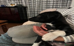 Border Collie dogs for sale: Collie x kelpie pups  - Image 10