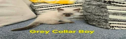 Ragdoll cats for sale: Beautiful ragdolls - Advert 31