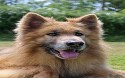 German Shepherd dogs for sale: KC health tested 💙boys  - Advert 4