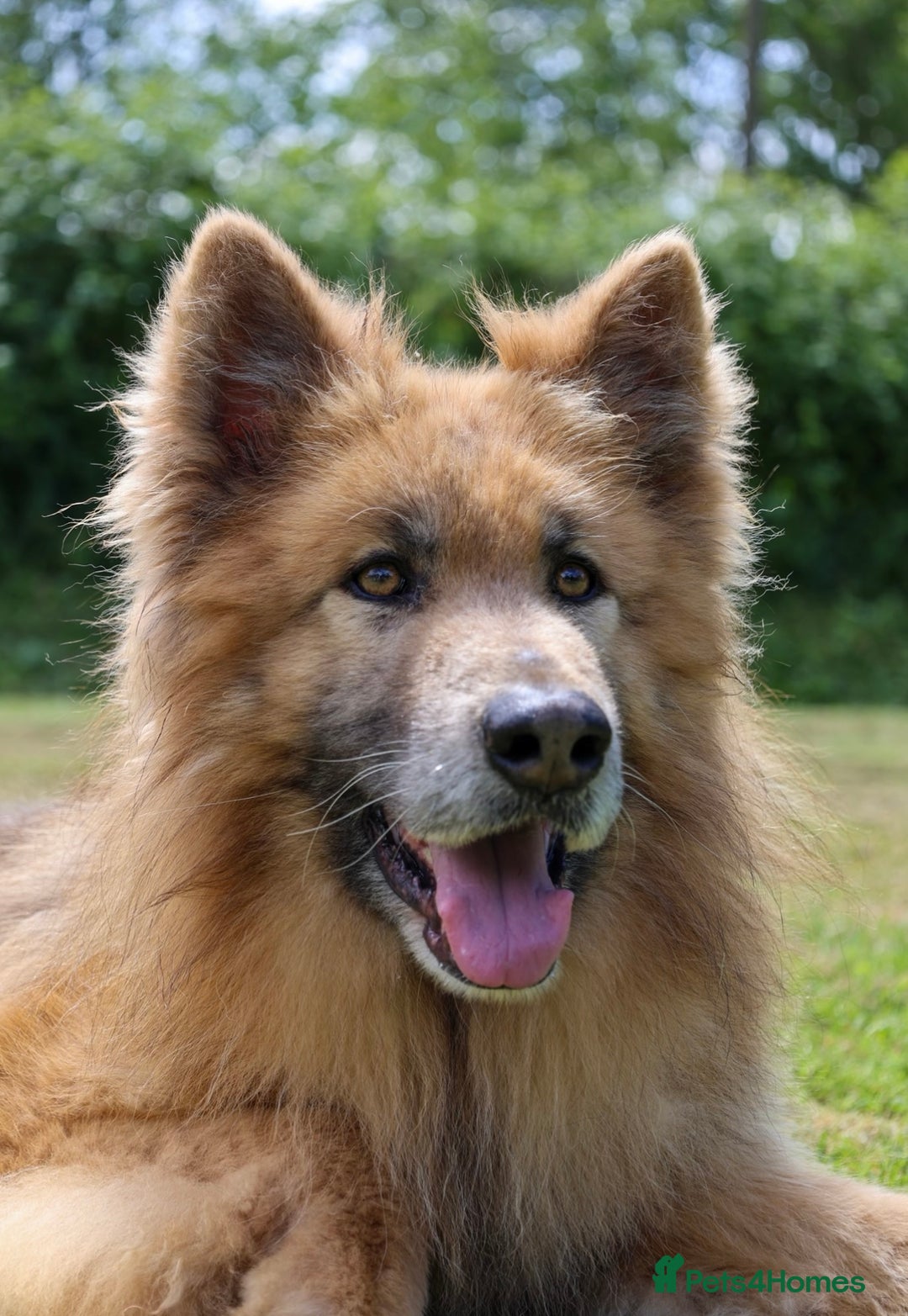 German Shepherd dogs for sale: KC health tested 💙boys  - Advert 4