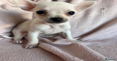 Chihuahua dogs - Advert 2