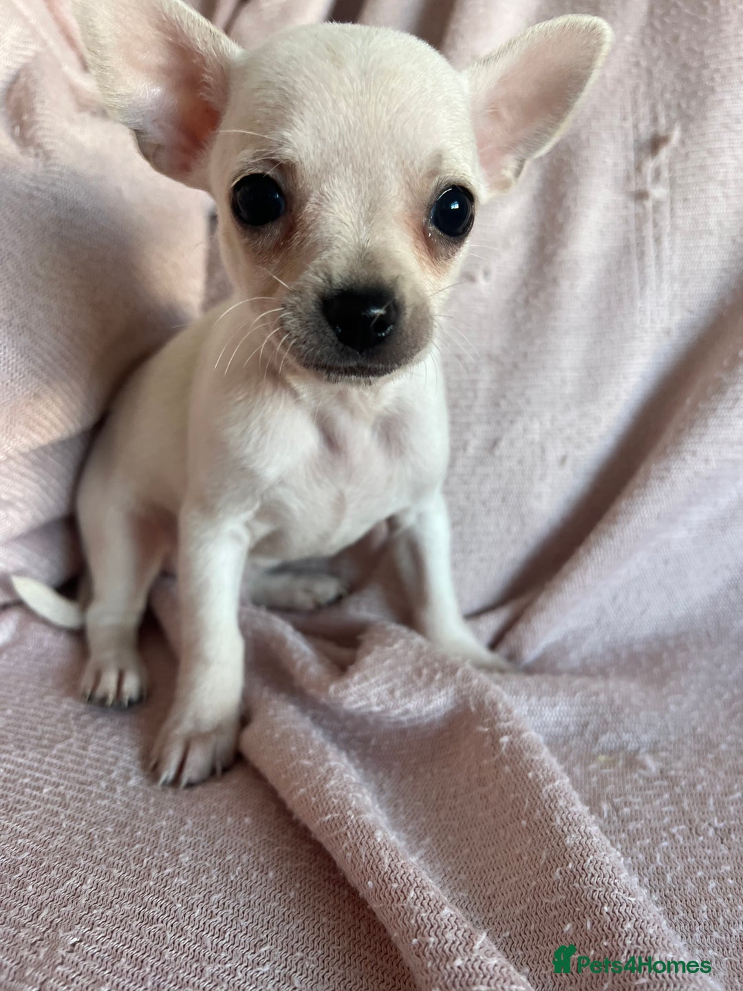 Chihuahua dogs for sale: READY NOW very small Chihuahuas  - Image 2