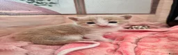 Mixed Breed cats for sale: 4 Stunning Friendly Fluffy Kittens x Ragdoll in Stoke-on-Trent - Advert 23