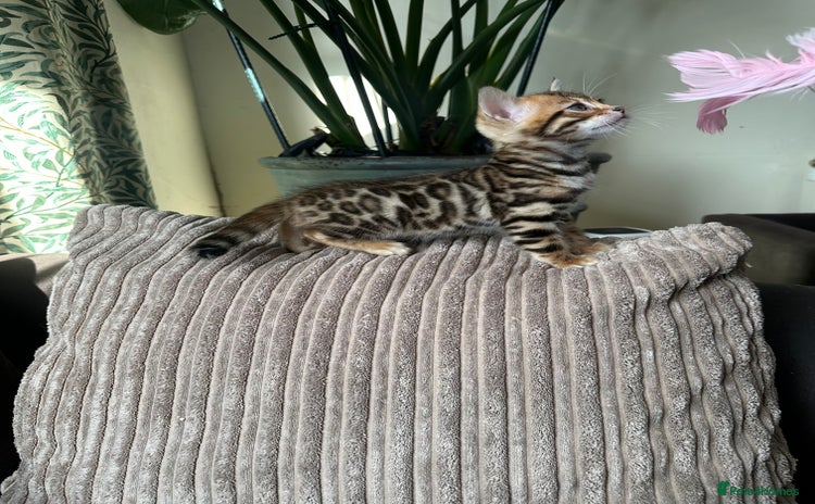 Bengal cats - Advert 4