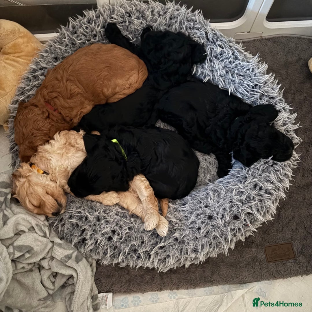 Australian Labradoodle dogs for sale: 5 Australian Labradoodle girls - Advert 1