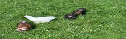 Chickens poultry for sale: Pekin hens / silky chick - Advert 5