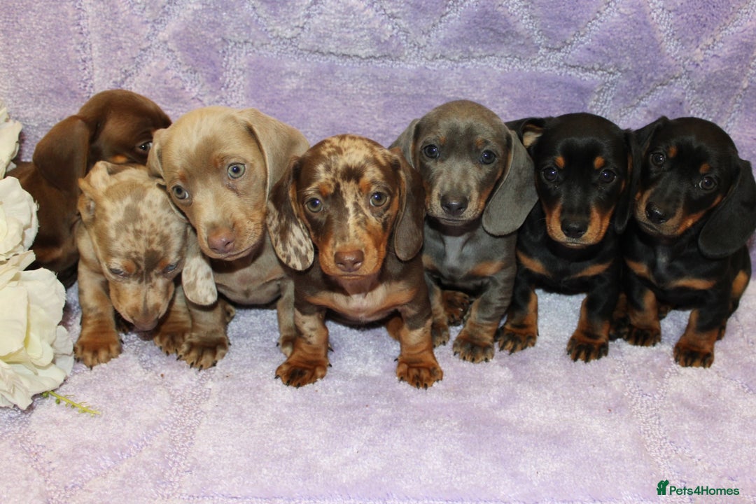 Miniature Dachshund dogs for sale: Kc registered miniature Dachshund puppies  - Image 13