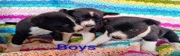 Basenji dogs for sale: Basenji pups  - Advert 2