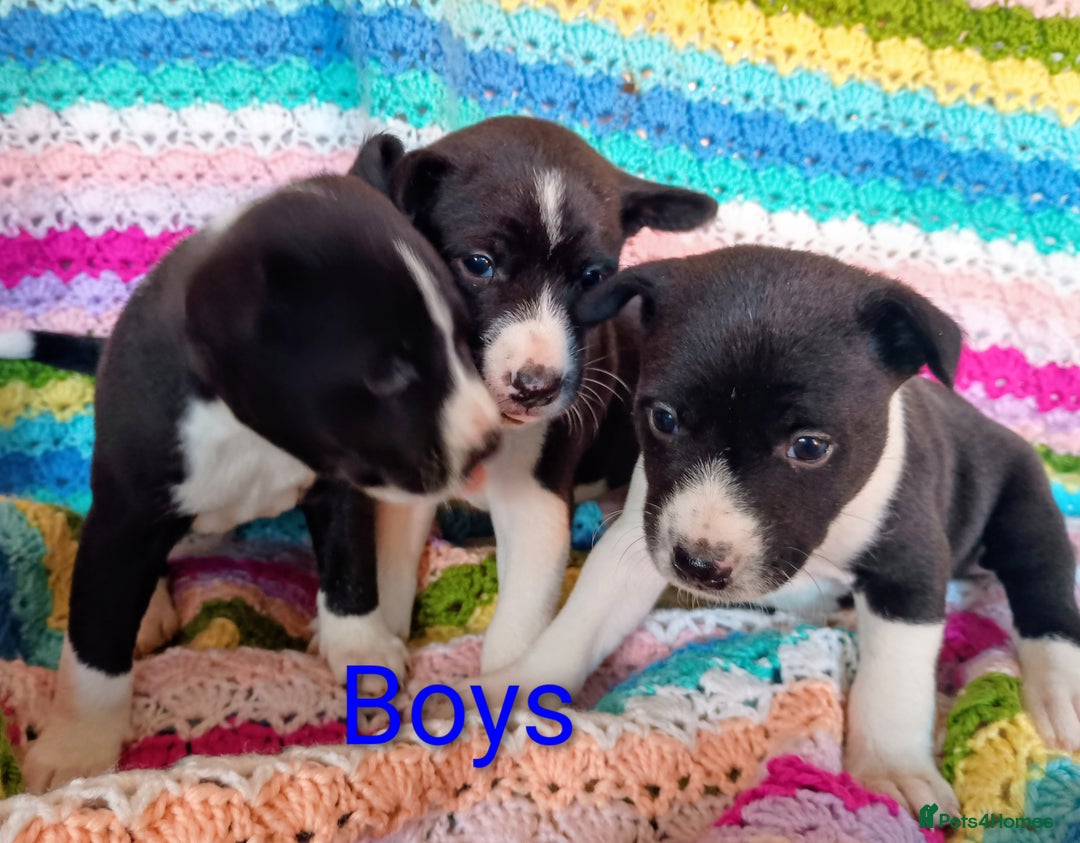 Basenji dogs for sale: Basenji pups  - Advert 2