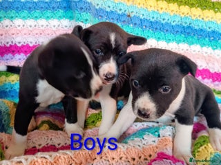 Basenji dogs Basenji pups - Advert 1