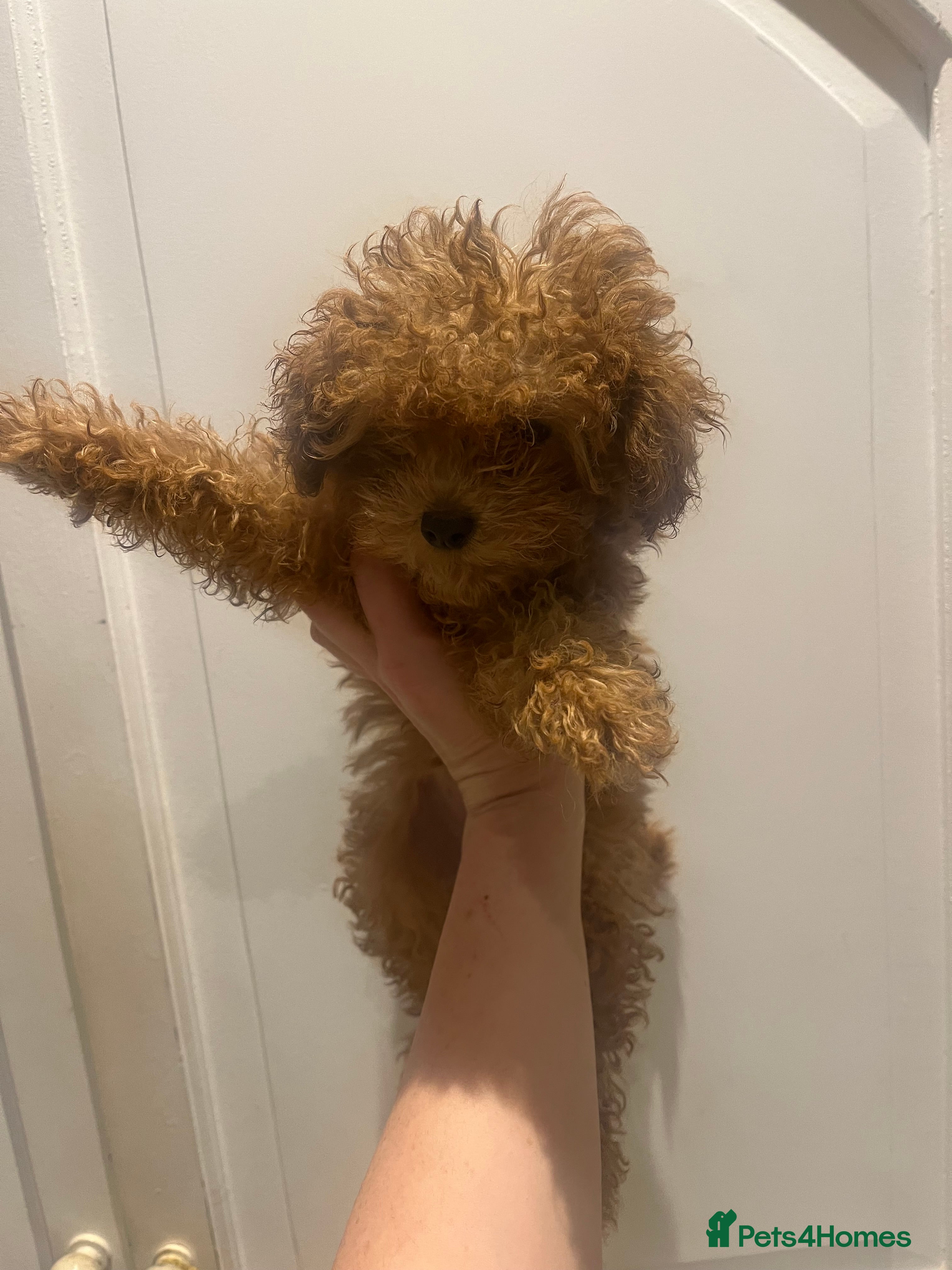 Toy Poodle dogs 🧸Beautiful red toy/asian poodle puppies 🧸  - Advert 4