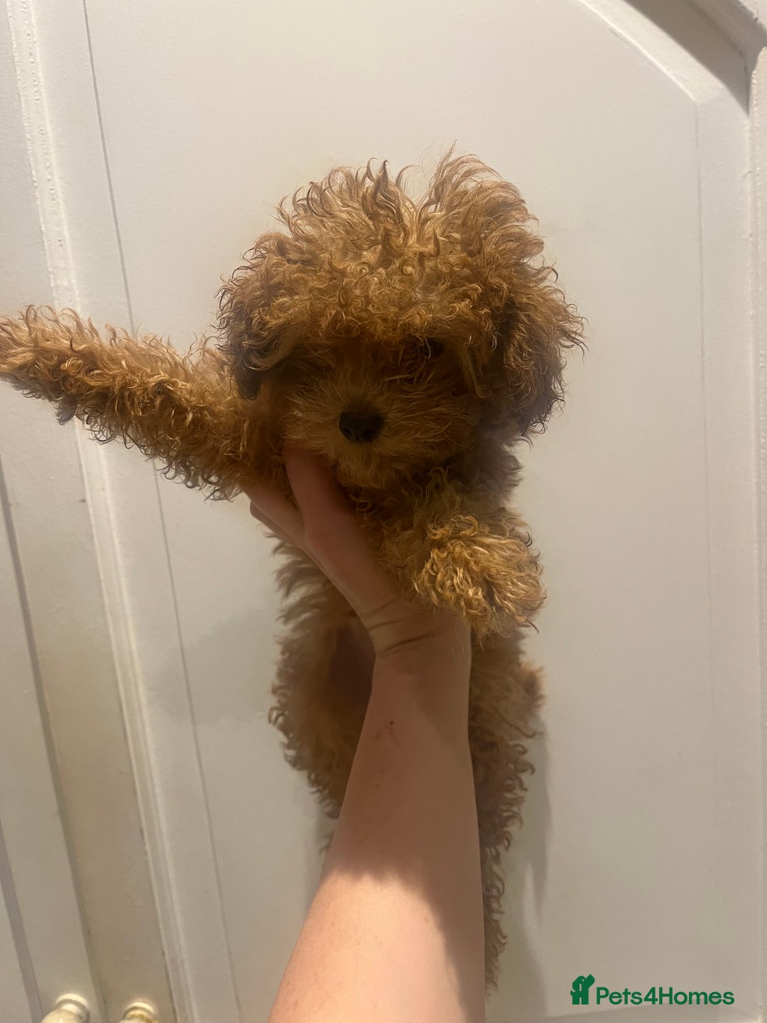 Toy Poodle dogs for sale: 🧸Beautiful red toy/asian poodle puppies 🧸  - Advert 4