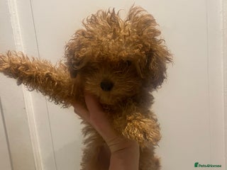 Toy Poodle dogs 🧸Beautiful red toy/asian poodle puppies 🧸 - Advert 4