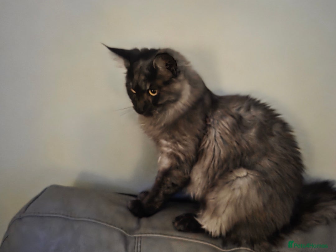 Maine Coon cats for sale: Maine coon - Image 5