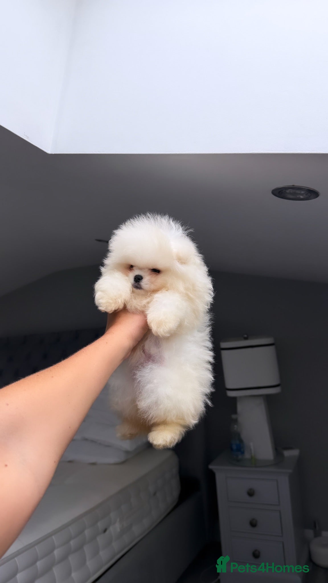 Pomeranian dogs SHOW QUALITY KOREAN WHITE POMERANIAN PUPPIES  - Advert 2