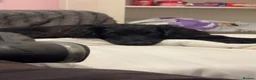 Cocker Spaniel dogs for sale: Cocker spaniel  in Kettering - Advert 5