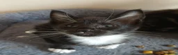 Mixed Breed cats for sale: Maine Coon x Siamese Kittens - Advert 11