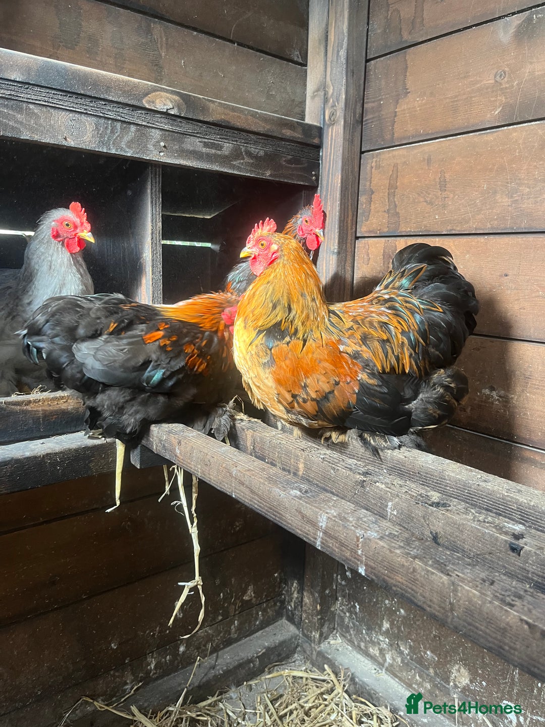 Chickens poultry for sale: Pekin bantam cockerels  - Image 2