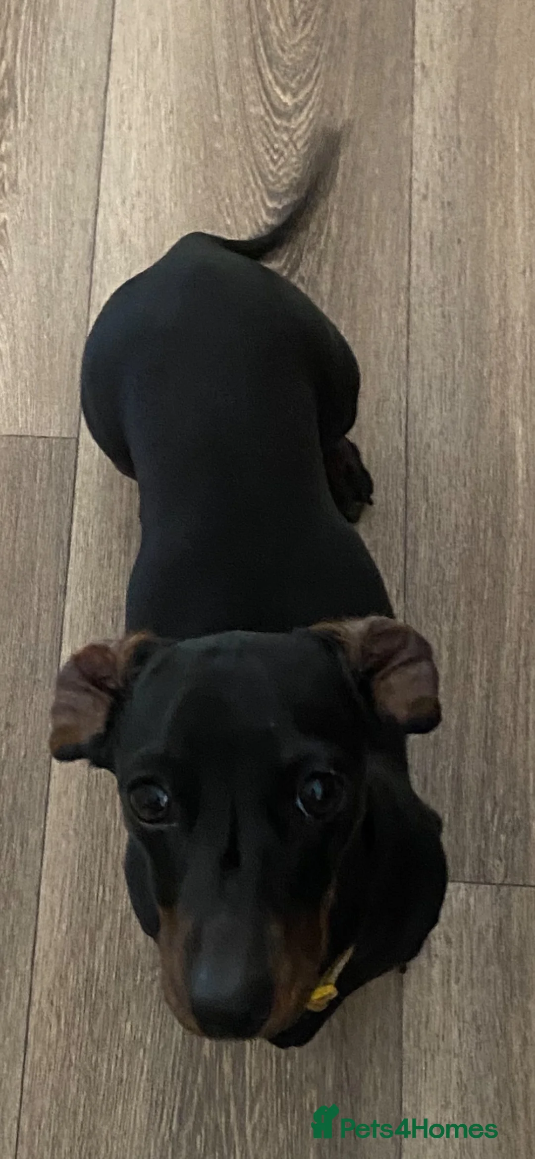 Miniature Dachshund dogs for sale: Miniature Smooth Haired Dachshund Female Puppy - Advert 4