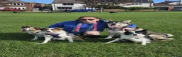 Border Terrier dogs for stud: Looking for a stud - Advert 6