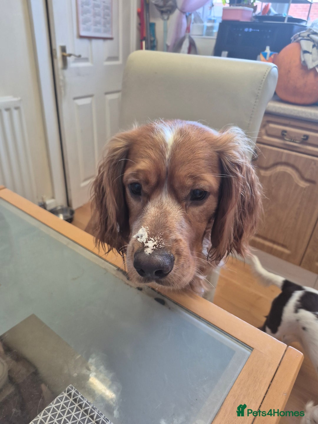 Cocker Spaniel dogs for stud: Cocker spaniel for stud  - Advert 5