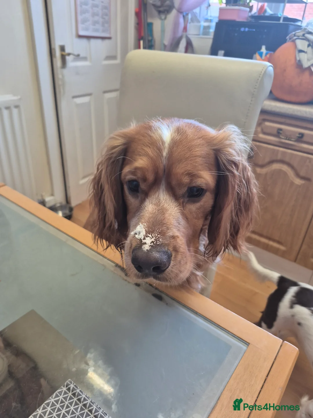 Cocker Spaniel dogs for stud: Cocker spaniel for stud  - Advert 5