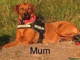 Mixed Breed dogs - Advert 3