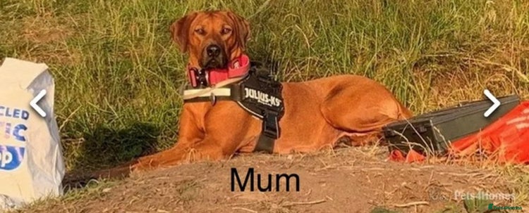 Mixed Breed dogs - Advert 3