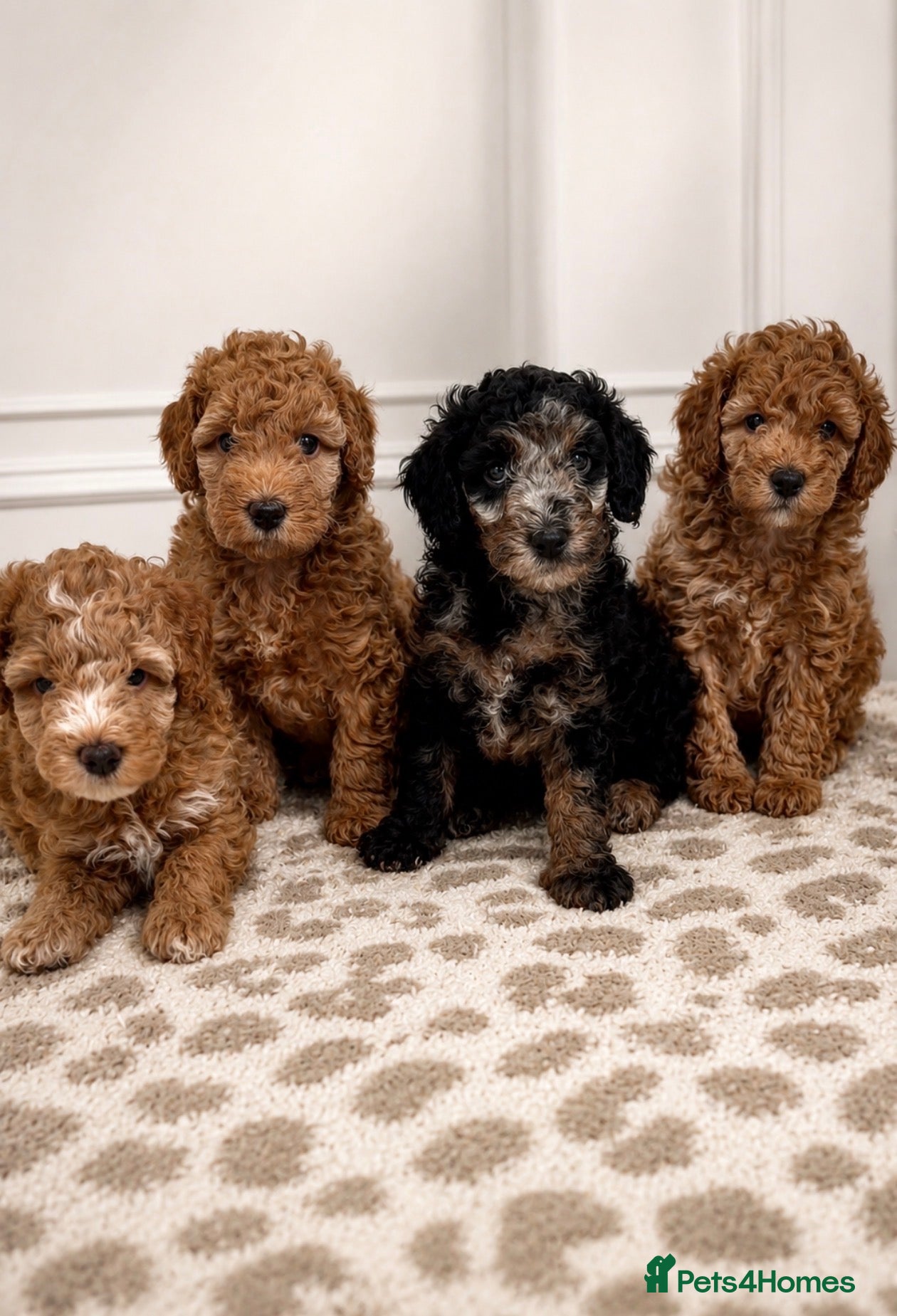Miniature Poodle dogs Last Red Female left! - Advert 5