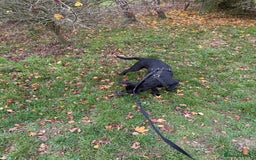 Belgian Shepherd Dog dogs for sale: Belgian Mallinois Male pups for sale - Image 10