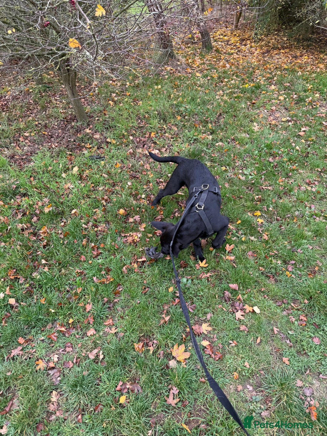 Belgian Shepherd Dog dogs for sale: Belgian Mallinois Male pups for sale - Image 10