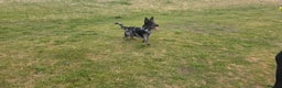 Mixed Breed dogs for stud: Our beautiful boy Patch in Ashford - Advert 4