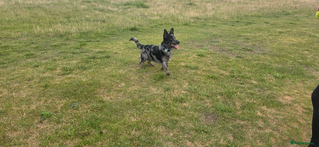 Mixed Breed dogs for stud: Our beautiful boy Patch in Ashford - Image 4