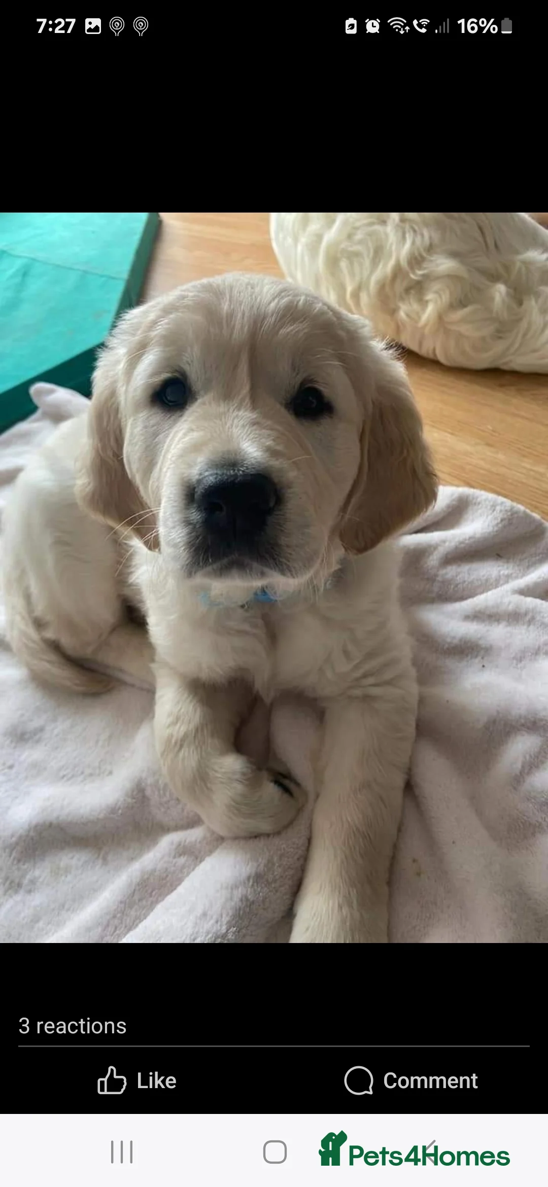 Golden Retriever dogs for stud: exceptional PROVEN dog available for stud  in Northwich - Advert 34