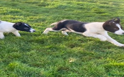 Border Collie dogs for sale: Border collie puppies  - Advert 6