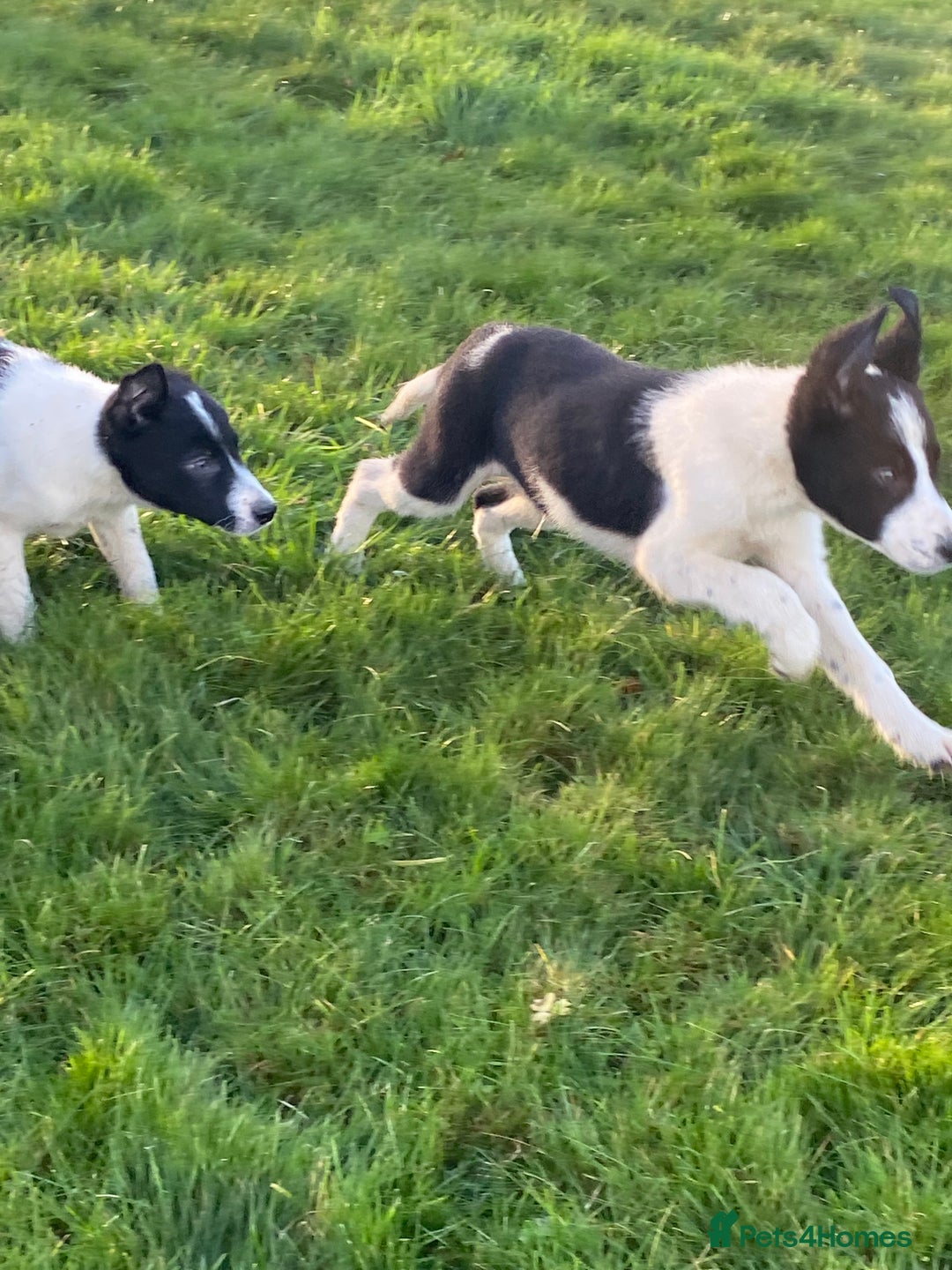 Border Collie dogs for sale: Border collie puppies  - Advert 6