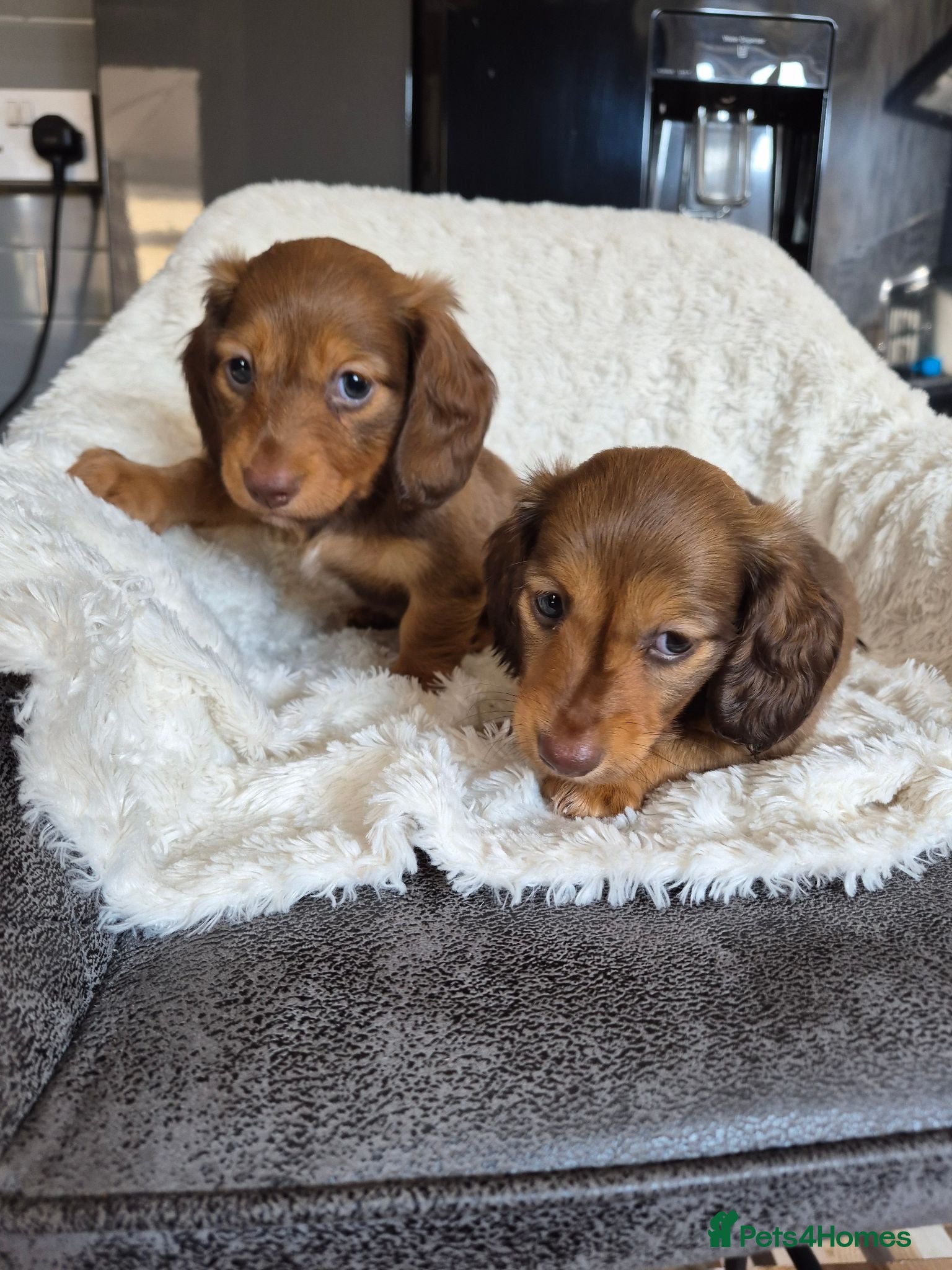 Miniature Dachshund dogs KC Reg Miniature Long-Haired Dachshund Ready Now!  - Advert 9