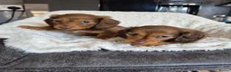 Miniature Dachshund dogs for sale: KC Reg Miniature Long-Haired Dachshund Ready Now!  - Advert 1