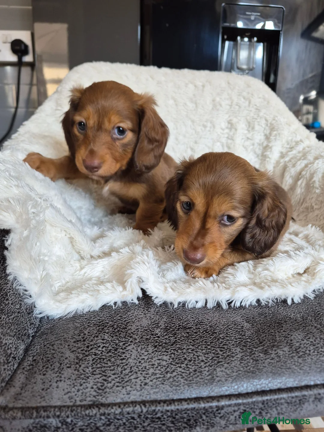 Miniature Dachshund dogs for sale: KC Reg Miniature Long-Haired Dachshund Ready Now!  - Advert 1