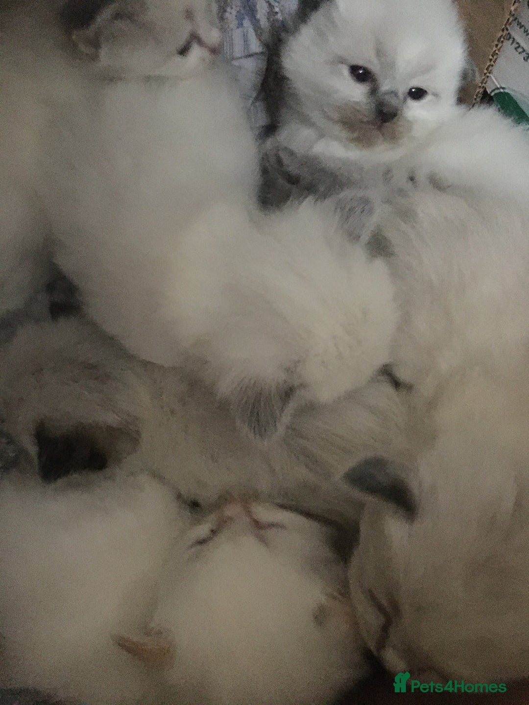 Ragdoll cats for sale: Purebred Ragdoll Kittens HCM PKD  clear - Advert 8